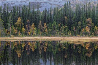 Reflection of pine trees in lake in autumn