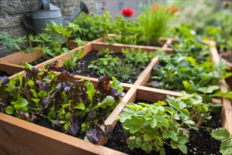 Square foot gardening by planting flowers