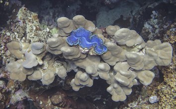 Giant clam on hard coral