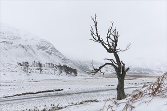 Solitary dead tree along River Findhorn in the snow in winter in the Strathdearn valley
