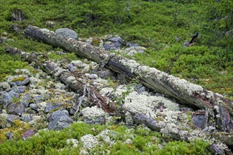 Fallen pine tree trunk covered in reindeer lichen left to rot in virgin forest at Fulufjaellet