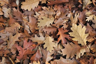 Northern red oak