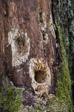 Several holes in tree trunk hammered by woodpecker looking for grubs in dead wood in forest
