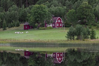Red wooden cabin along lake in summer at Vaermland