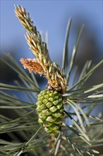Branch with female flowers and cones of Scots Pine