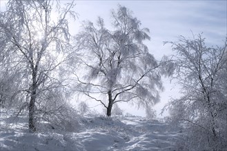 Birch trees covered in white frost in moorland in winter