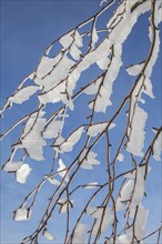 Twigs of broad-leaved tree covered in white hoar frost and snow in winter showing ice crystal formation pointing in same direction by wind