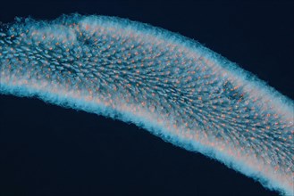 Close-up of Salpe pyrosomes