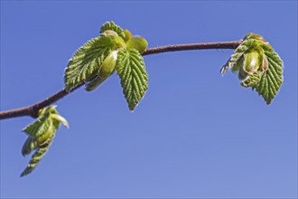 Buds opening and leaves emerging from common hazel