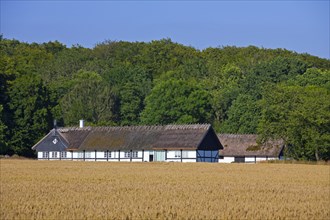 Traditional farmhouse with thatched roof in wheat field