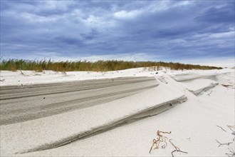 Sandy beach face and sand dune along the Baltic Sea at the Western Pomerania Lagoon Area National Park