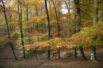 Beech forest with foliage in fall colors in autumn