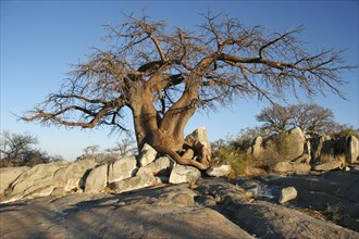 Baobab tree