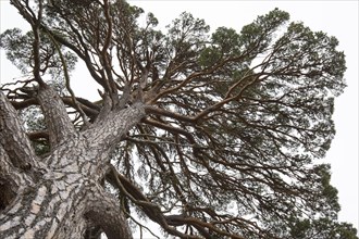 Worm's eye view over trunk and branches of old Scots pine