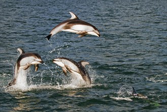 Pacific White-sided Dolphins