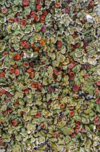 Stonewall rim lichen