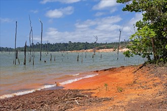 Dead trees in the Brokopondo reservoir