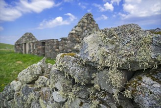 Lichen on dry stone