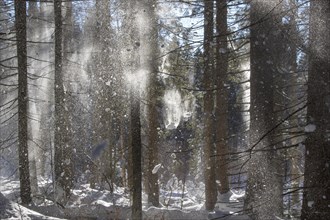 Snow falling from branches of spruce trees in coniferous forest blown away by gust of wind in winter