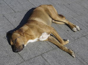 Tired street dog sleeping in the sun