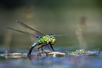 Female Emperor Dragonfly