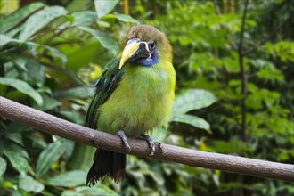 Blue-throated toucanet