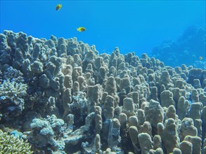 Large hard corals