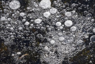 Frozen air bubbles in natural ice of pond