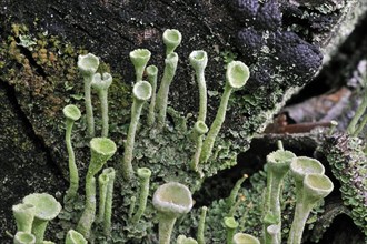 Pixie-cup lichen