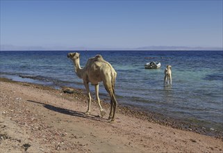 Camels as mounts for tourists