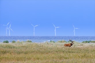 Red deer stag foraging in the dunes along the Baltic Sea in the Western Pomerania Lagoon Area National Park