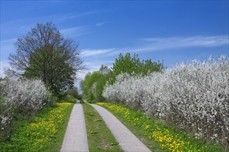 Hedge in spring with flowering Blackthorn