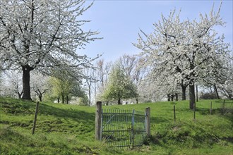Orchard with cherry trees blossoming