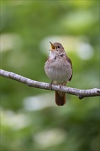 Singing common nightingale