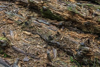 Decaying pine tree trunks left to rot on forest floor as dead wood