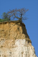 Tree exposing its roots at cliff edge due to soil erosion