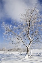 Snow and hoar frost covered birch tree in frozen moorland at the nature reserve High Fens