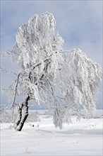 Birch tree with hoar frost in snow covered moorland at the nature reserve High Fens