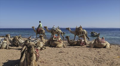 Camels as mounts for tourists