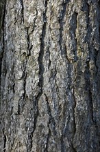 Tree bark of European Black Pine