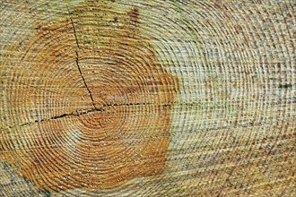 Cross section of tree trunk showing annual growth rings