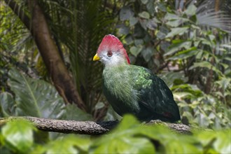 Red-crested turaco