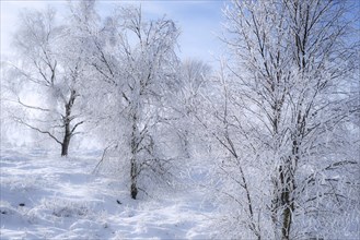 Birch trees covered in white frost in moorland in winter