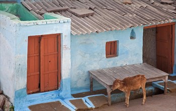 Common house and calf in street of Orchha