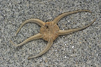 Dead brittle star