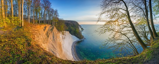 Beech trees on edge of eroded white chalk cliff in Jasmund National Park on Rugen Island in the Baltic Sea