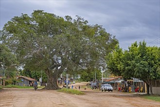 Streetscene with big trees in the village El Puente in the Amazon