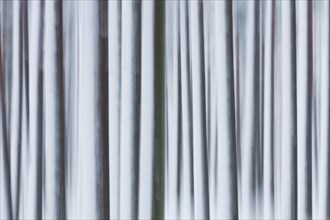 Abstract image of motion blurred tree trunks covered in snow in winter
