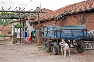 Old wooden cart and dog in agricultural village in rural Western Turkey