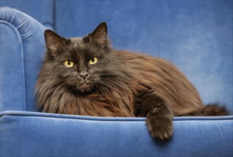 Persian Longhair cat resting on sofa in living room